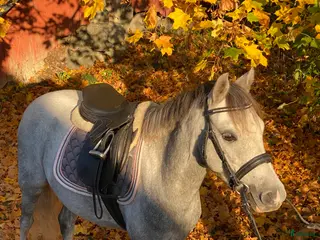 hästar Superfin hopponny som är starta i galopp i Grillby - Annons 1