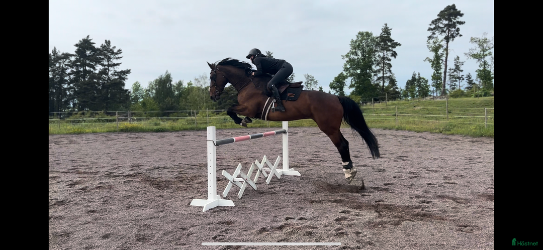Hoppning hästar till salu: 💕Strumpan💕 i Gränna - Bild 5