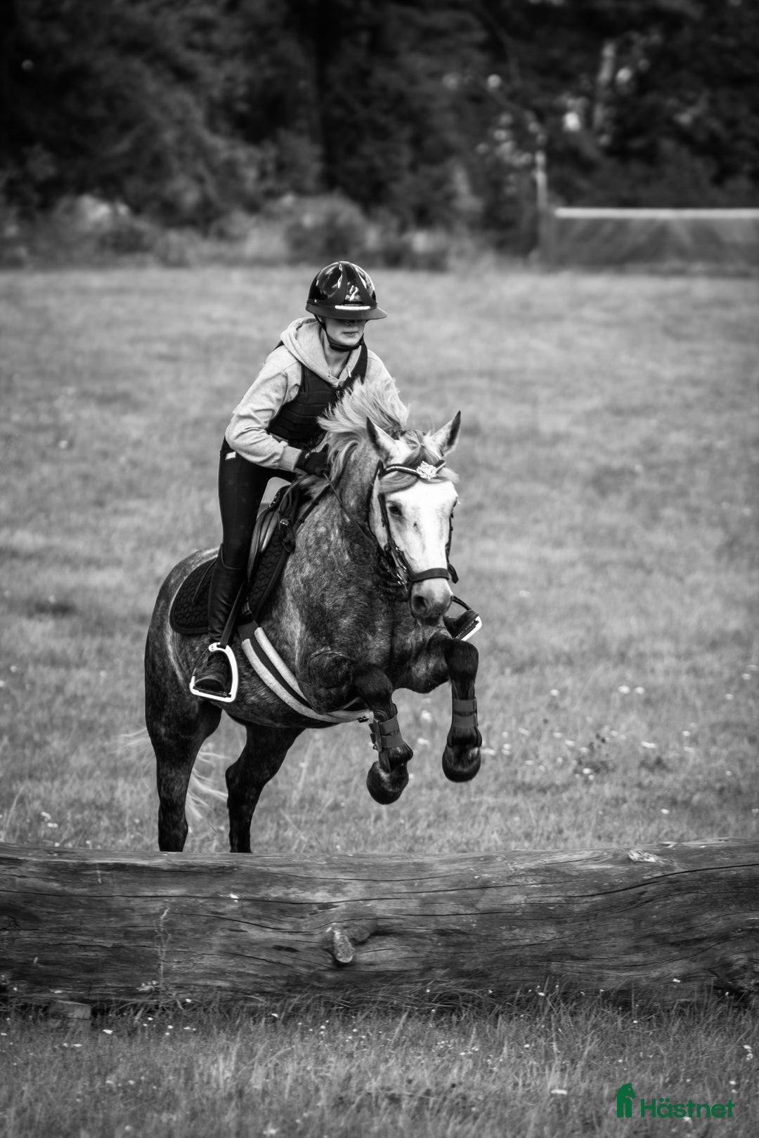Hoppning hästar till salu: Tävlingskompis och bästa vän  i Skärblacka - Annons 3