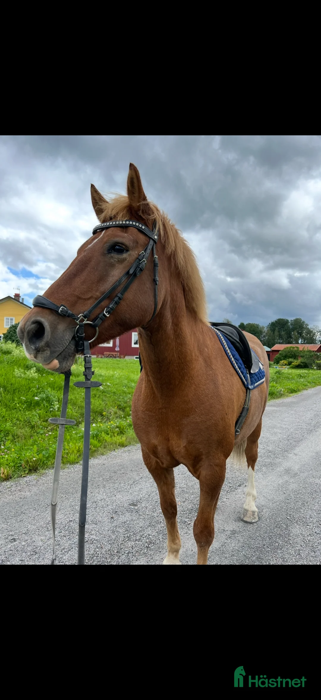 Allround hästar till salu: Bästavän för livet  - Annons 1