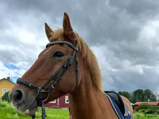 hästar Bästavän för livet - Annons 16