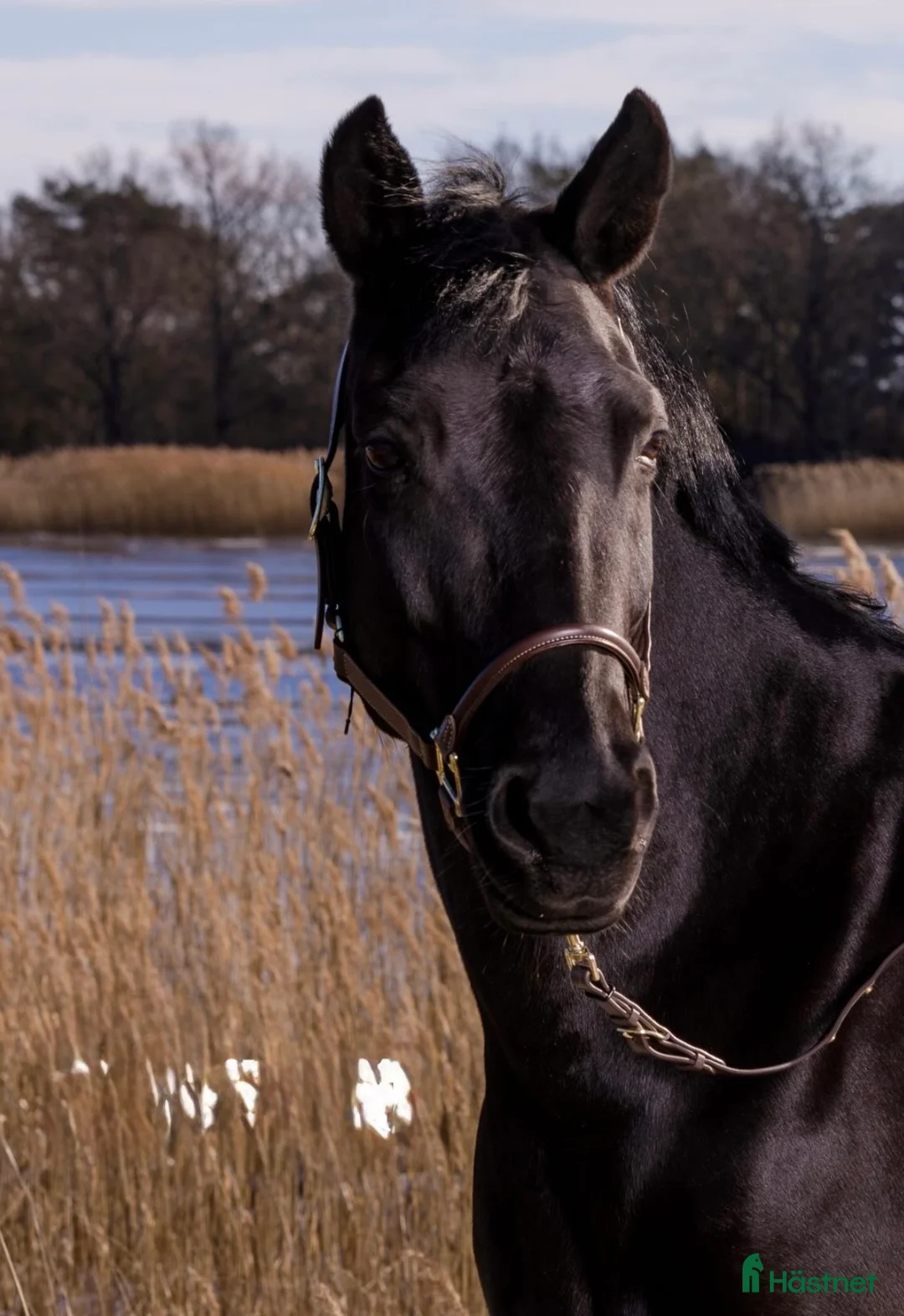 Allround hästar till salu: Vackert svart new forest sto - Annons 1