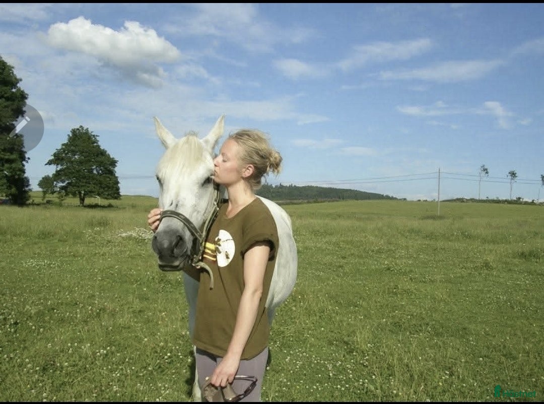  medryttarhäst finnes: Erfaren medryttare finnes 1-3ggr/v Lund m.onejd i Lund - Annons 1