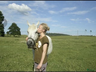 medryttarhäst finnes: Erfaren medryttare finnes 1-3ggr/v Lund m.onejd i Lund - Annons 18