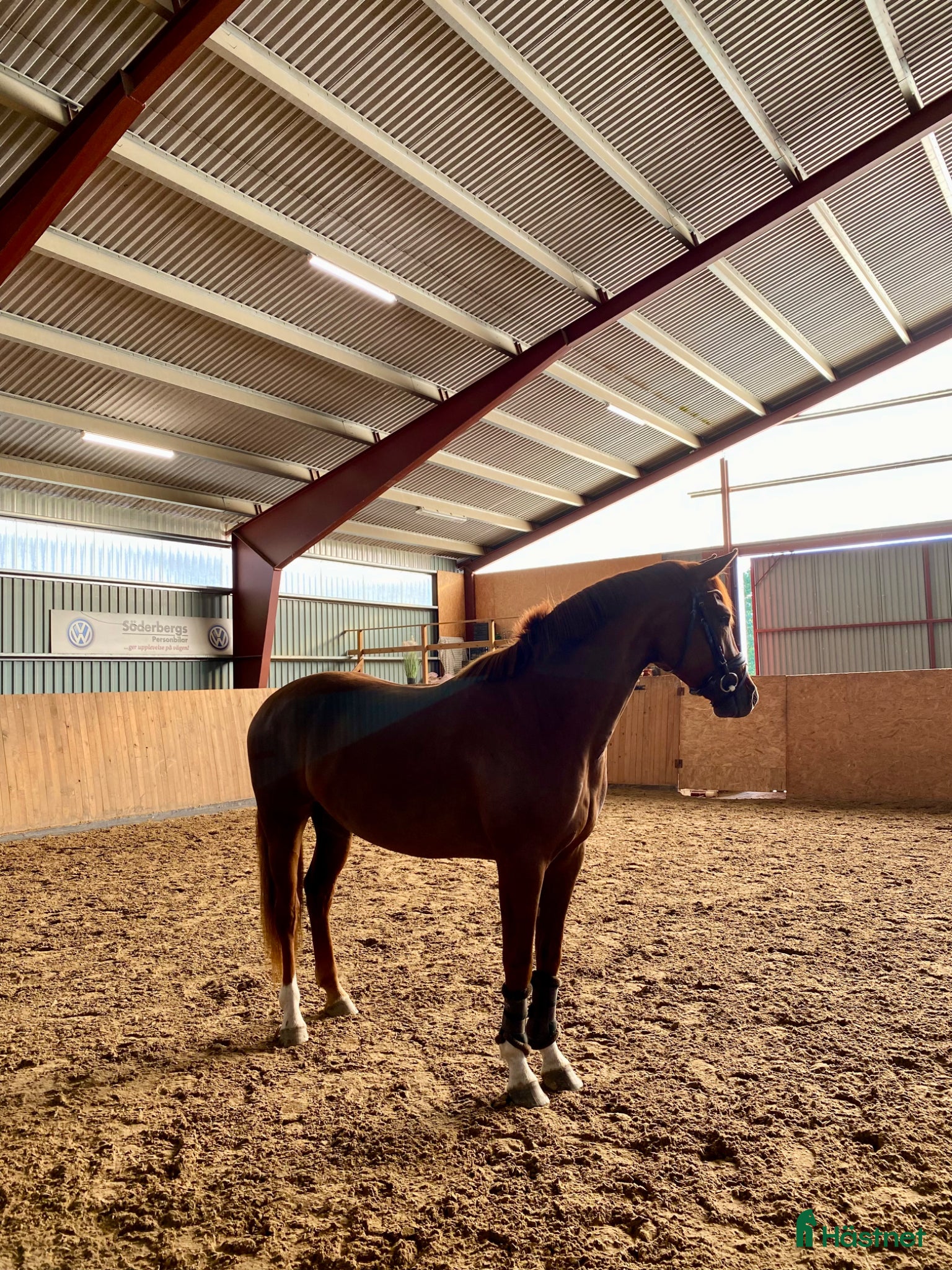  hästar Snäll 4åring  - Annons 5