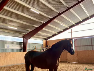 hästar Snäll 4åring - Annons 2