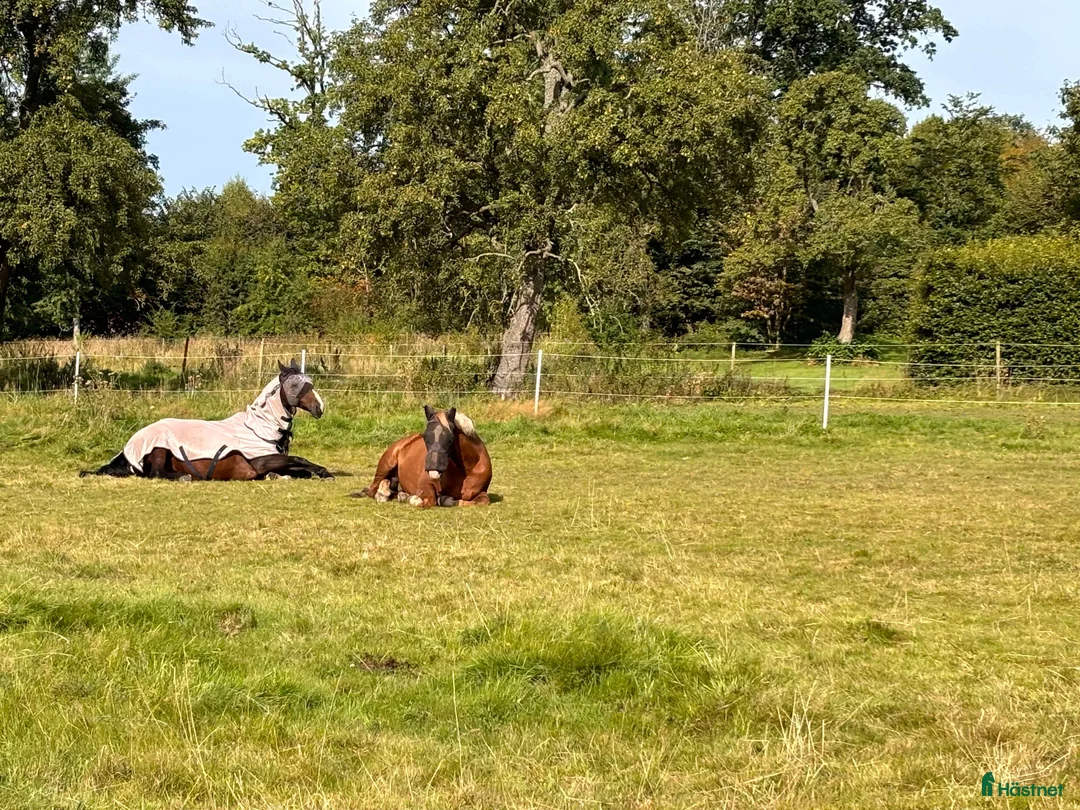  stallplats finnes: ‼️ Ledig stallplats ‼️ i Halmstad - Annons 4