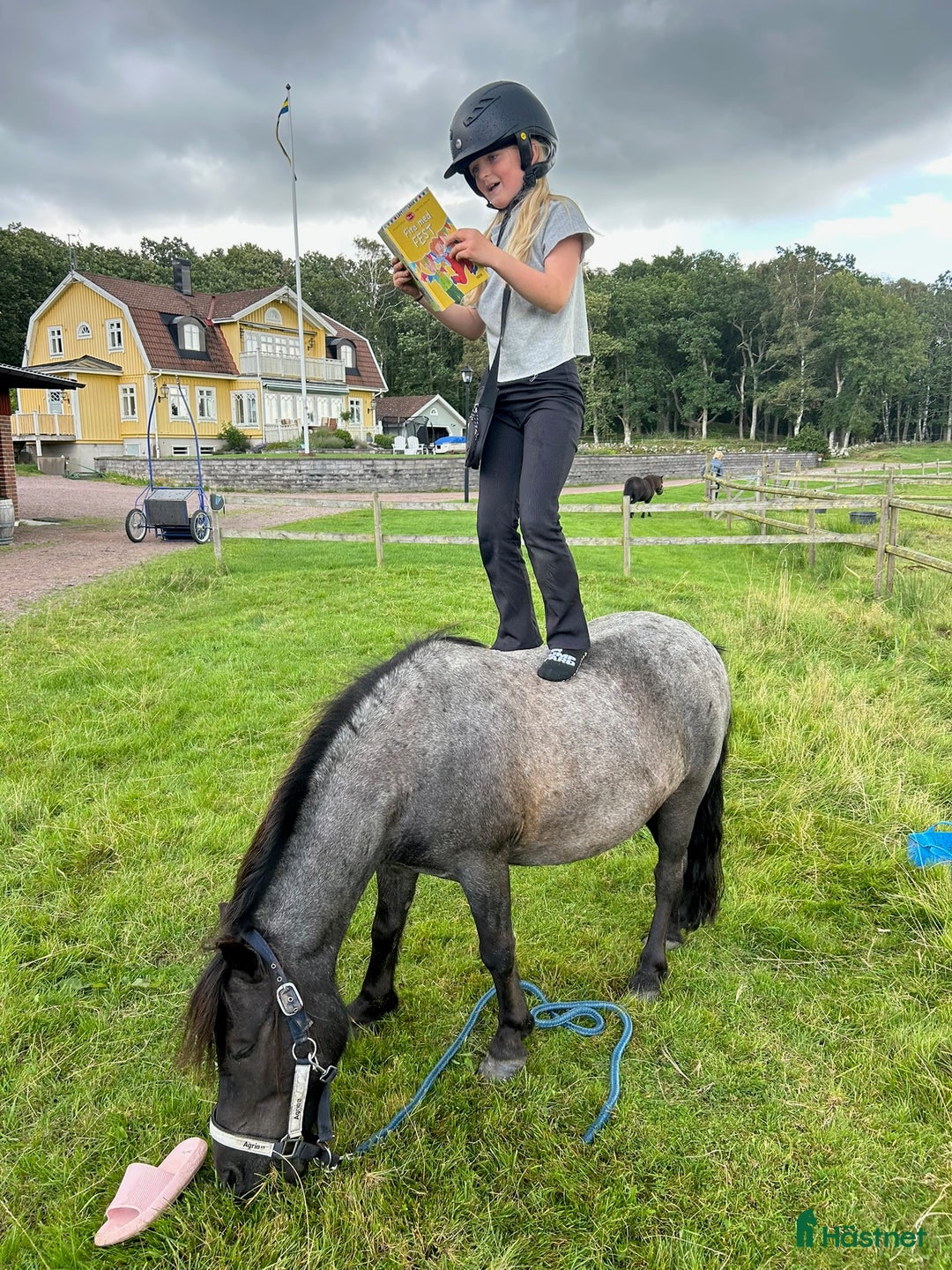 Allround hästar till salu: Trevlig shetlandsponny i Vallda - Annons 5
