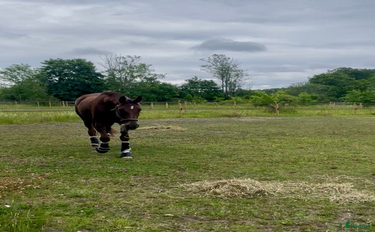  stallplats i Ekerö - Annons 6