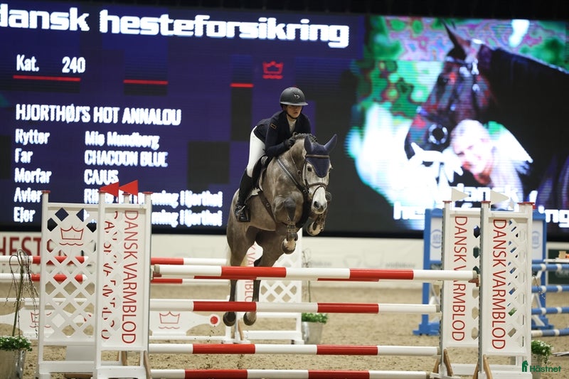 hästar Youngster forsale  - Annons 13