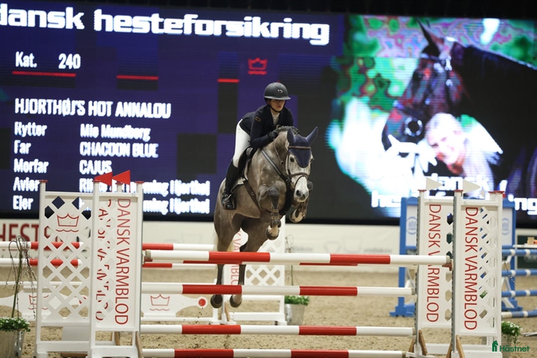 Hoppning hästar till salu: Youngster forsale  - Annons 1