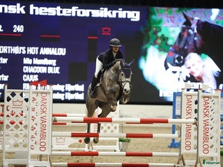 hästar Youngster forsale - Annons 5