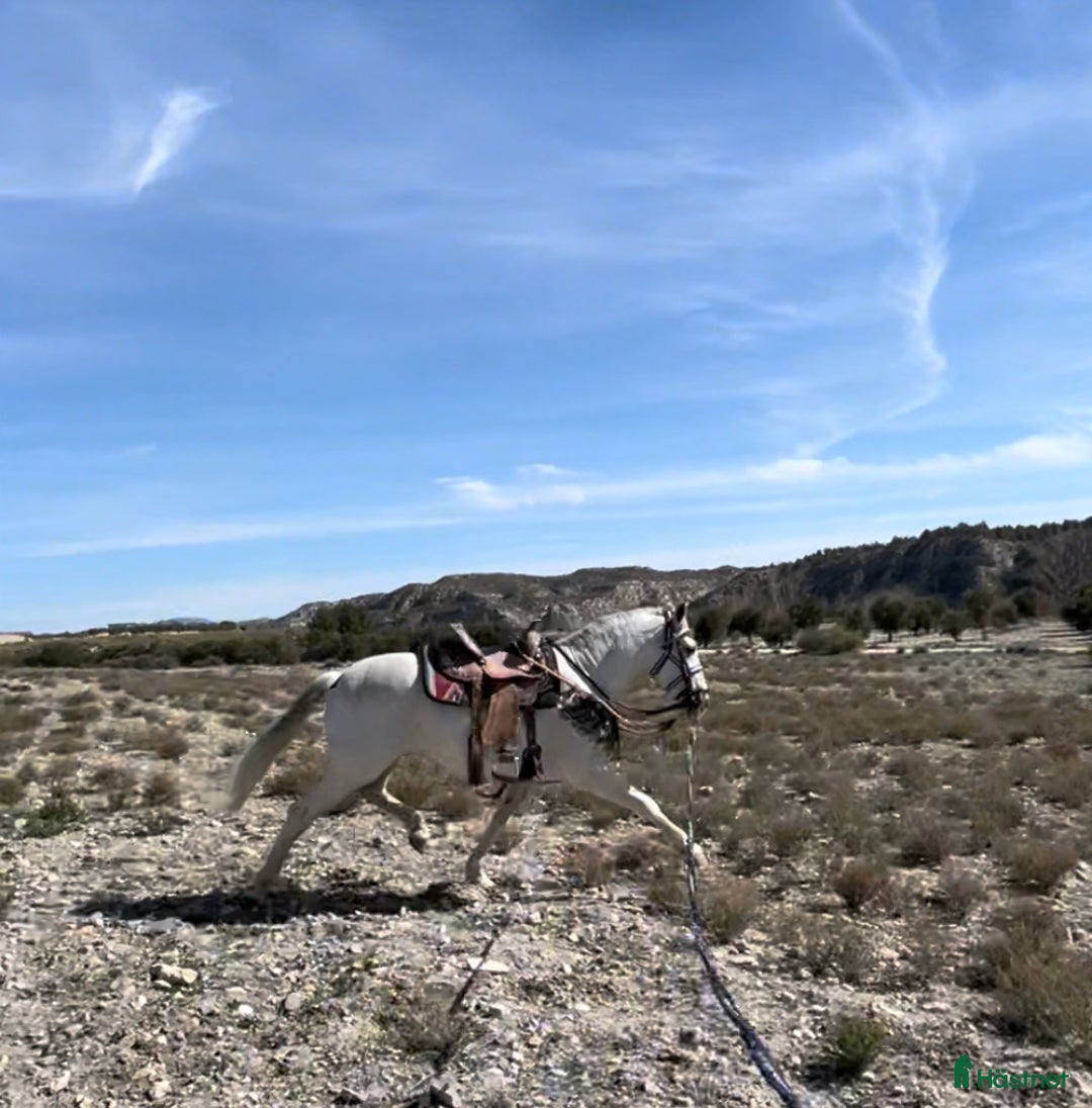 Avelshästar hästar till salu: PRE Avelshingst med dom äldsta blodslinjerna  i Hägersten - Annons 8