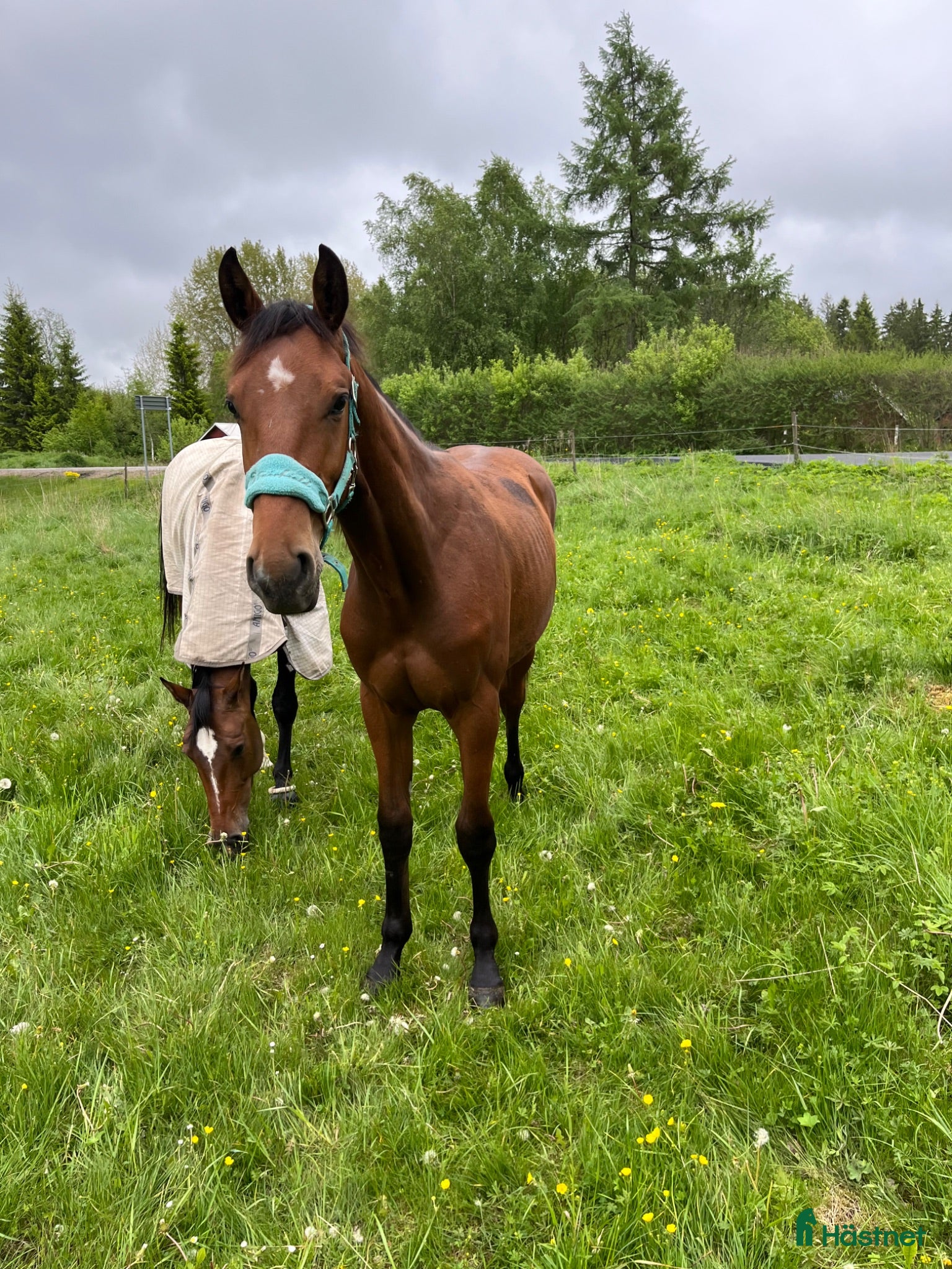  hästar Mycket trevlig 1-årig valack e: Zafferano  - Annons 2