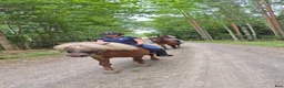  medryttarhäst finnes: Hjälp sökes i Kisa - Annons 1