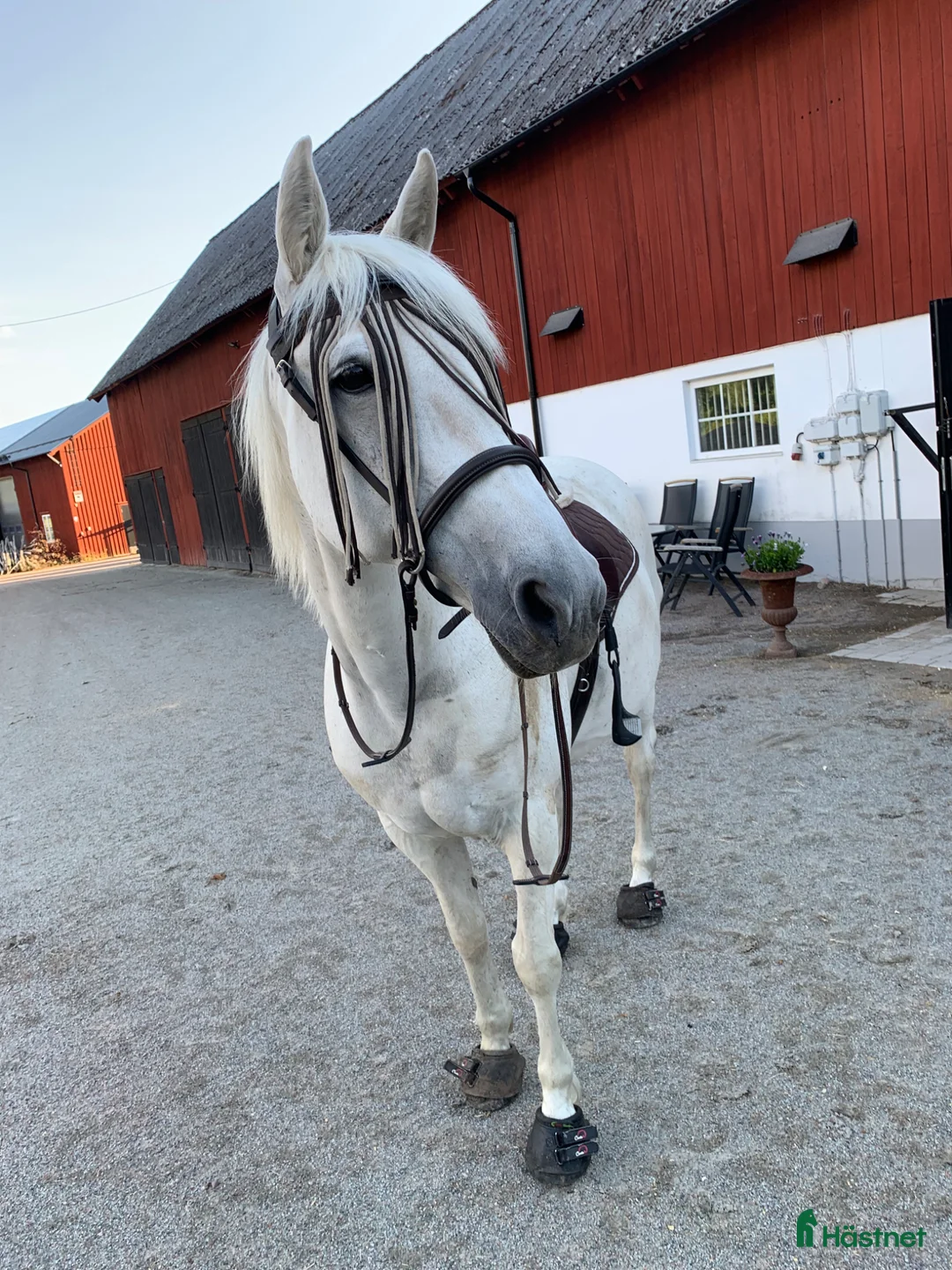 Allround hästar till salu: Rolig hobbyhäst  - Annons 2