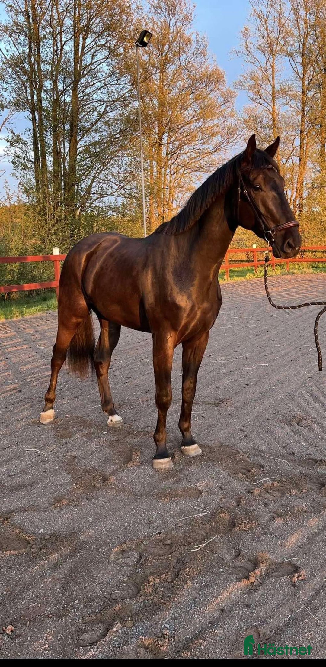 Hoppning hästar till salu: Välstammad & lovande 3-åring i Mönsterås - Annons 2