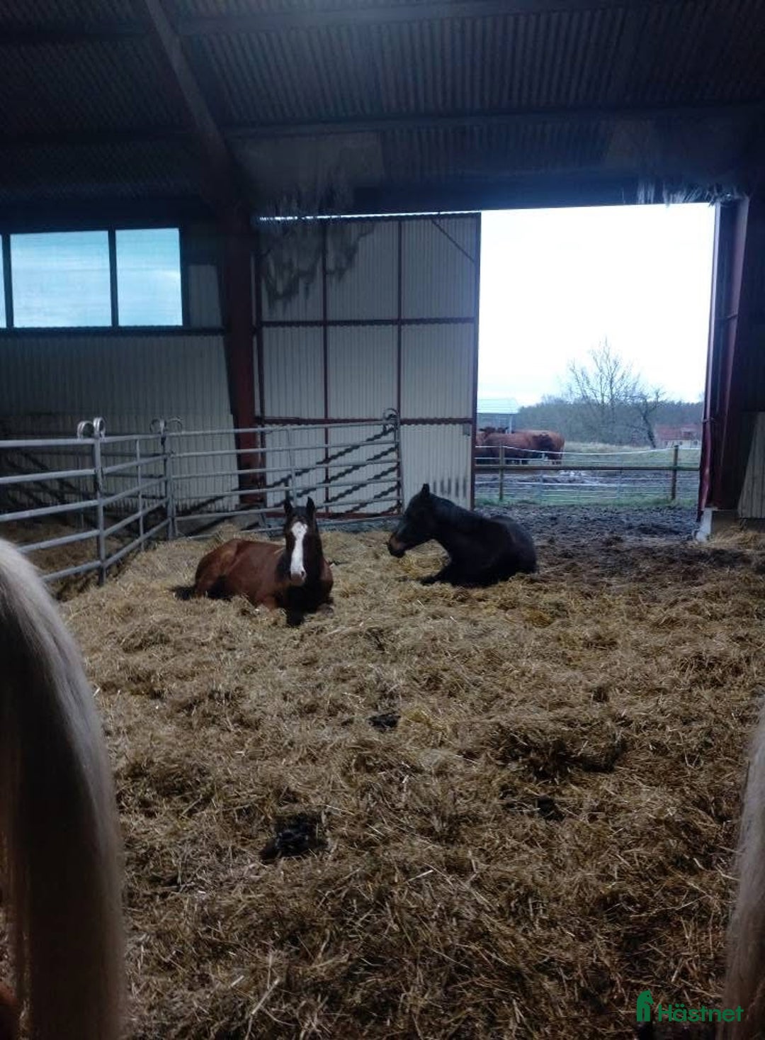  stallplats finnes: Lösdrift unghingstar/valacker i Degeberga - Annons 2