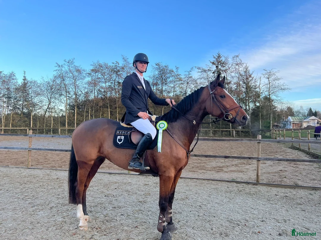 Hoppning hästar till salu: Urania Vega  i Løgstørs kommun - Annons 1