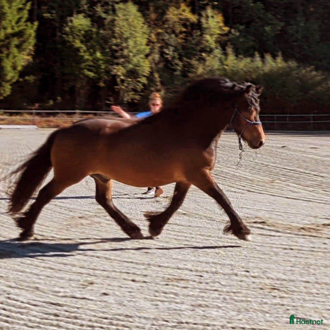 Allround hästar till salu: 8 årig valack i Bergsjö - Annons 3