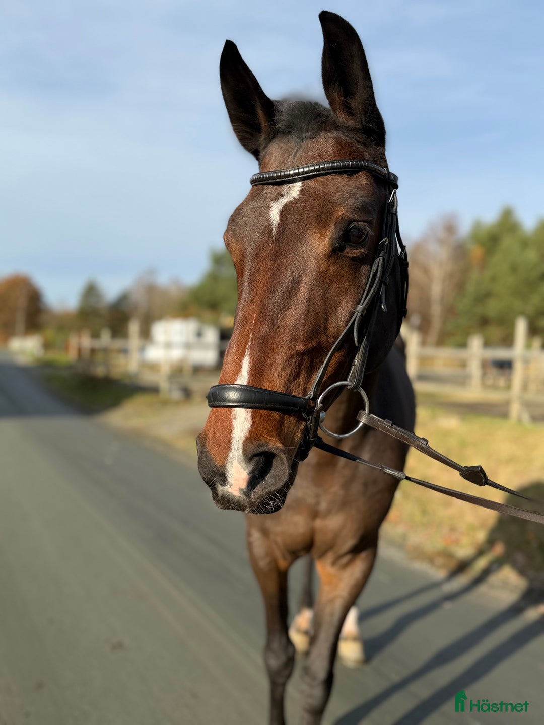Hoppning hästar till salu: Sto med potential i Kungsbacka - Annons 1