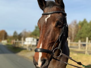 hästar Sto med potential i Kungsbacka - Annons 4
