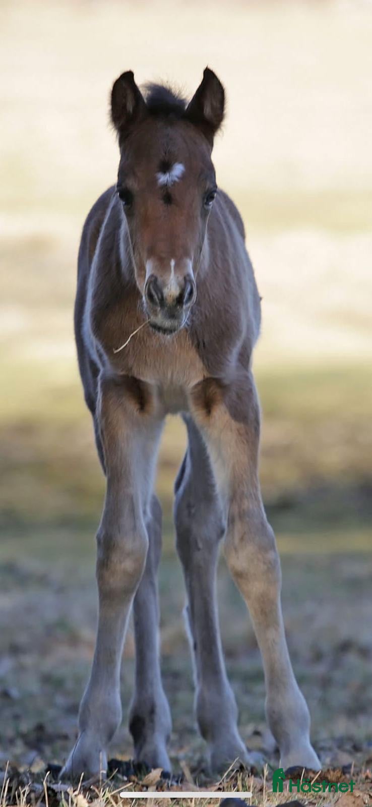  hästar En framtids stjärna i Åtvidaberg - Annons 5
