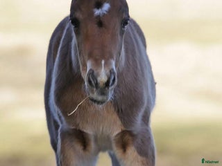 hästar En framtids stjärna i Åtvidaberg - Annons 5
