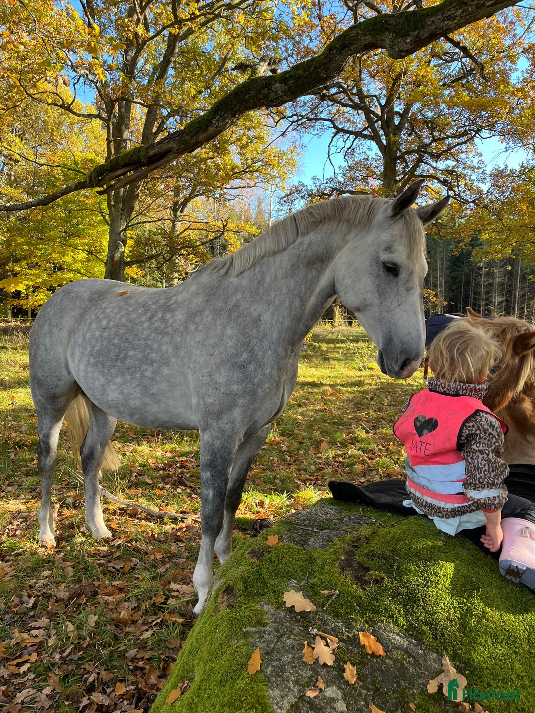 Allround hästar till salu: Lyxig hobby häst *RESERVERAD* i Odensbacken - Bild 4