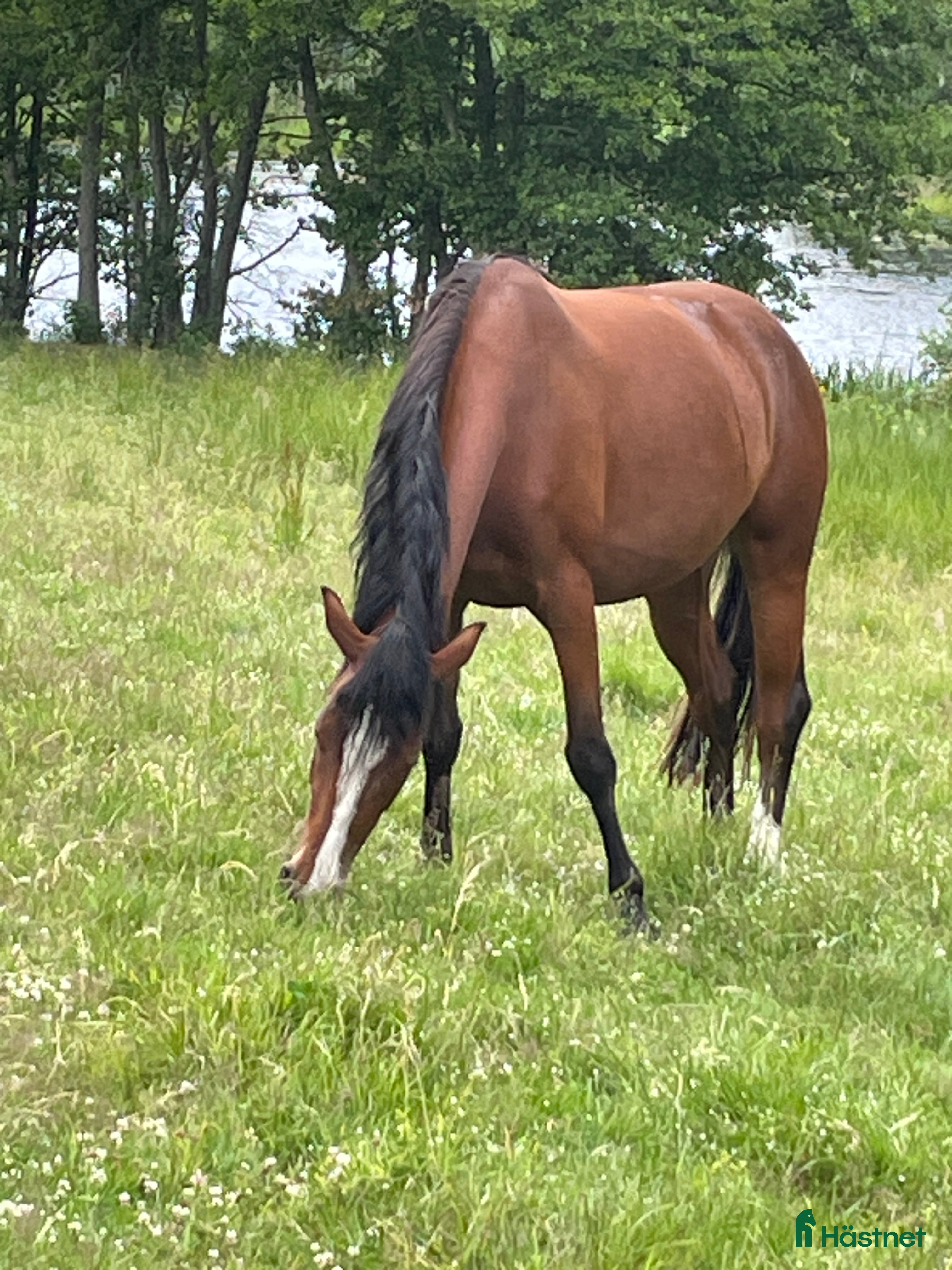  hästar Underbart sto till avel i Linköping - Annons 3