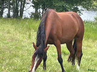 hästar Underbart sto till avel i Linköping - Annons 3