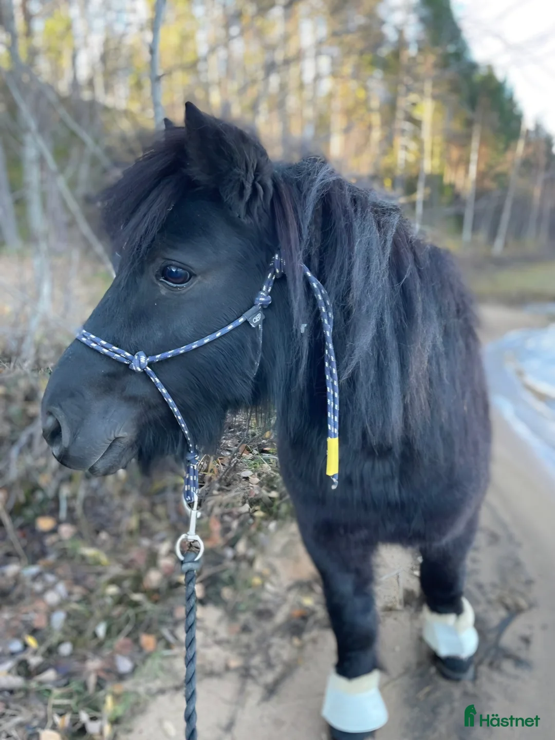Allround hästar till salu: Underbart Shettissto i Harads - Annons 1