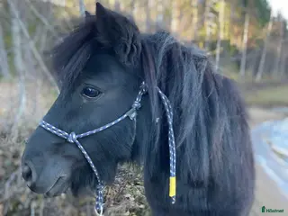 hästar Underbart Shettissto i Harads - Annons 21