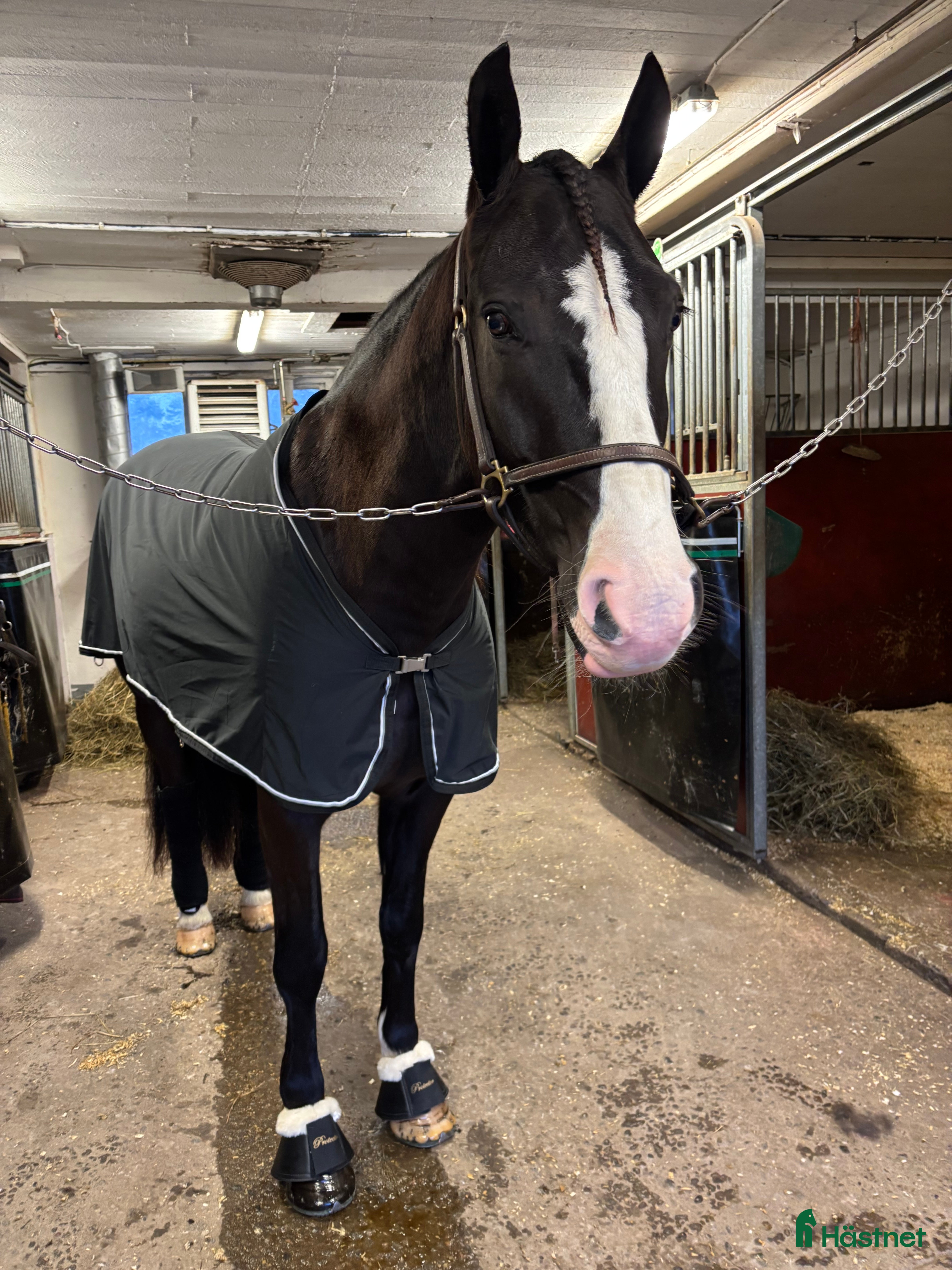  hästar Trevlig Kallblodvalack - Annons 12