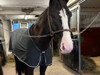 hästar Trevlig Kallblodvalack - Annons 12