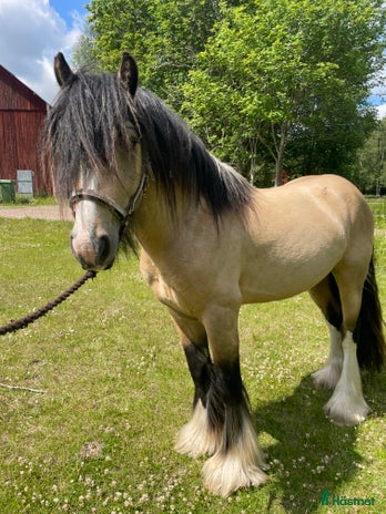 medryttarhäst finnes i Tibro - Annons 14