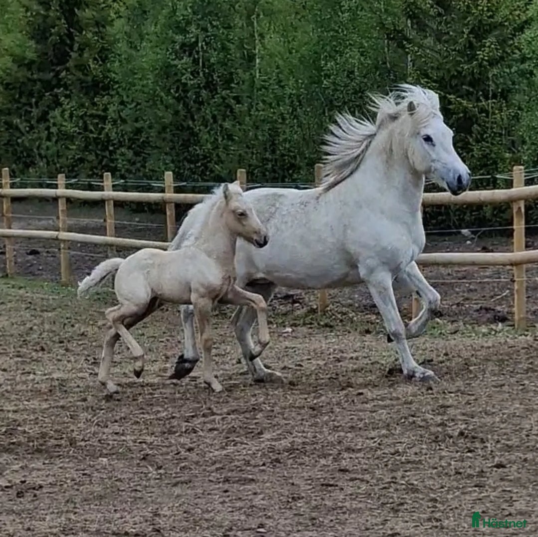  hästar Läckert hingstföl  i Frösön - Annons 6