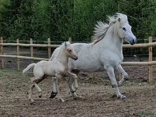 hästar Läckert hingstföl i Frösön - Annons 6