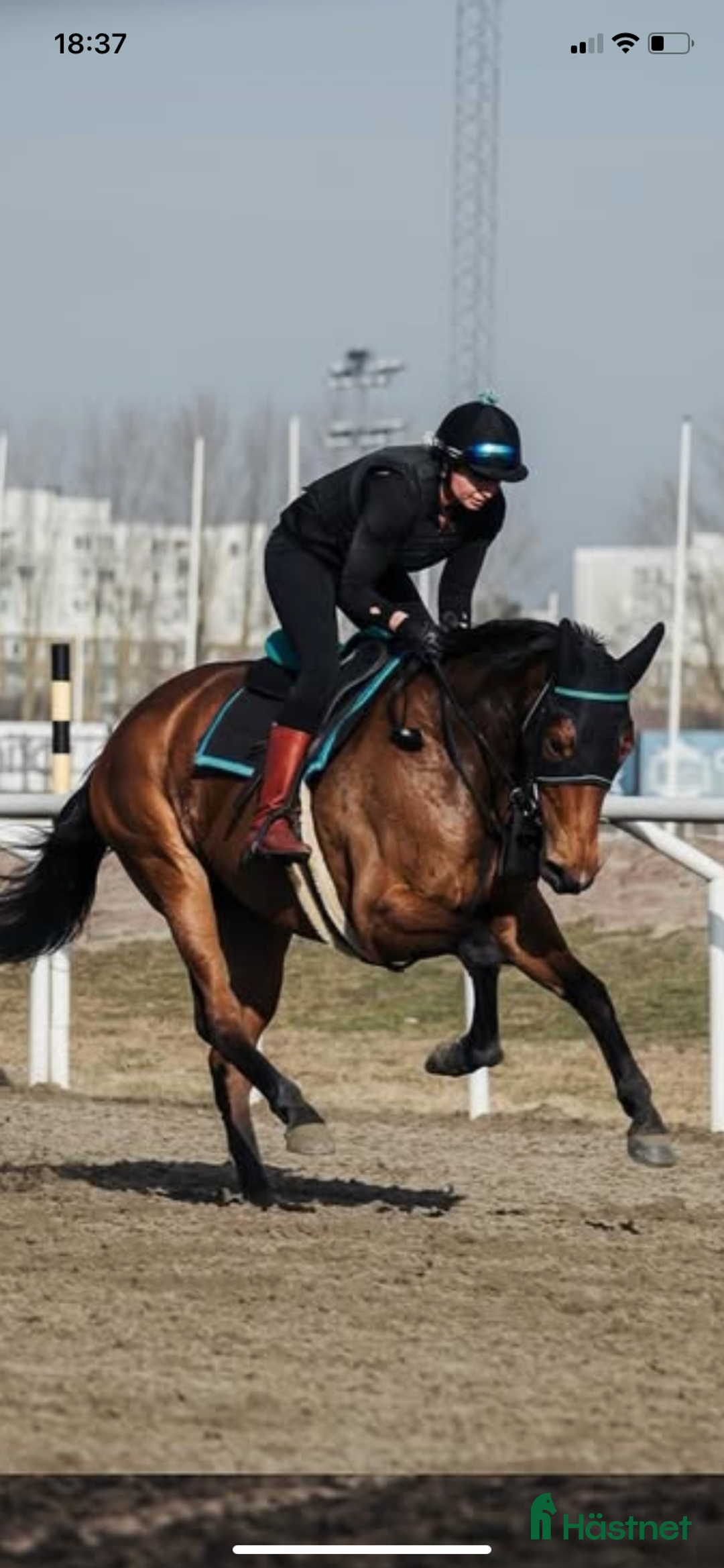 Allround hästar till salu: Mitt hjärta söker sitt sista hem i Trelleborg - Annons 4