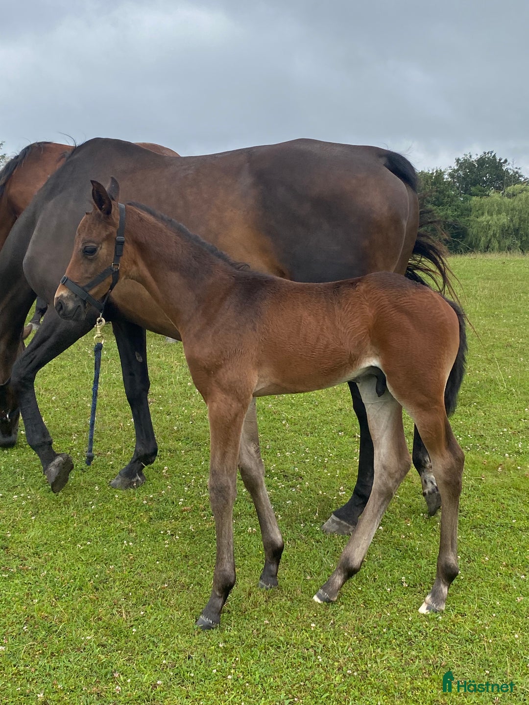 Dressyr hästar till salu: Fantastisk føl  - Annons 1
