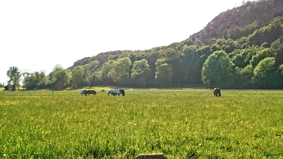  stallplats finnes: Plats på lösdrift finns i Kungsbacka  i Kungsbacka - Annons 3
