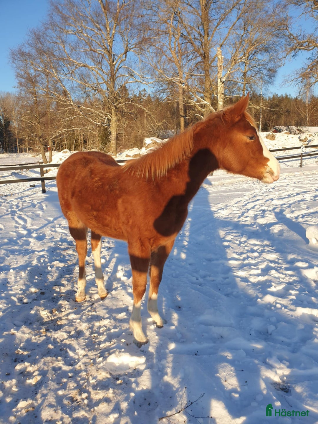 Western hästar till salu: Pleasure avlad ett årigt sto i Uppsala - Annons 3