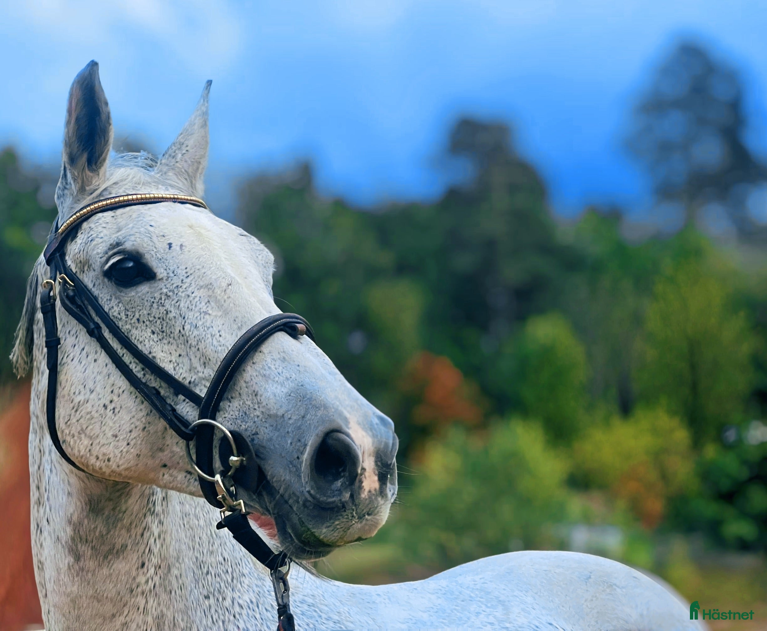  hästar 🌟 TOP ONE Sto 🌟 Calido I - Landlord i Asarum - Annons 8