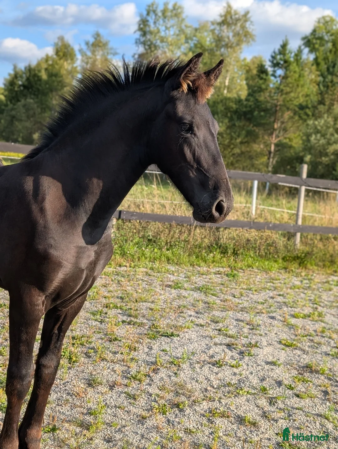 Dressyr hästar till salu: Prinsessan Hera letar efter sin egna människa  - Annons 2