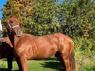 hästar Social och lovande 5 åring - Annons 1