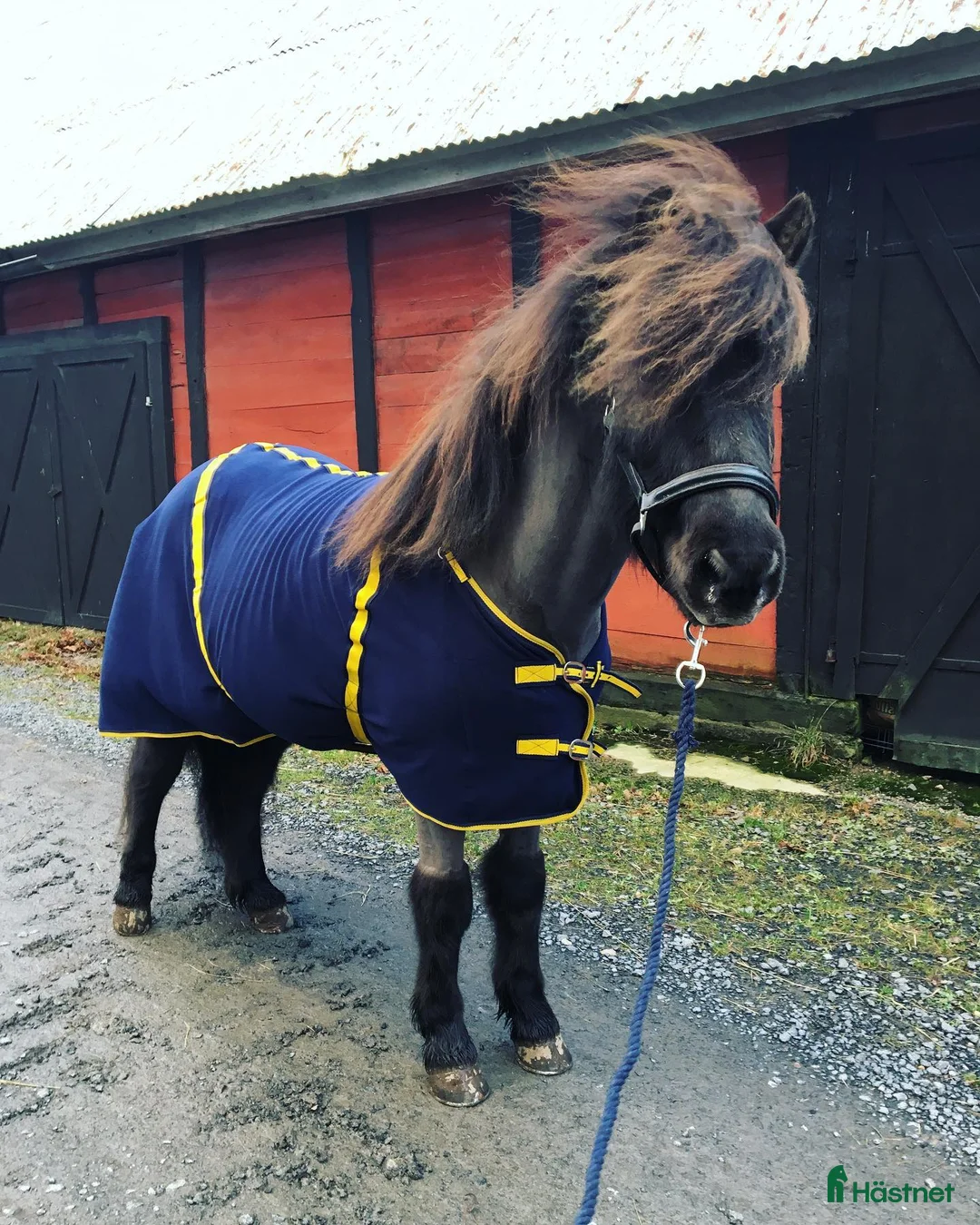Island hästar till salu: Islandshästen Gandalf och shettisen Umma i Asarum - Annons 2