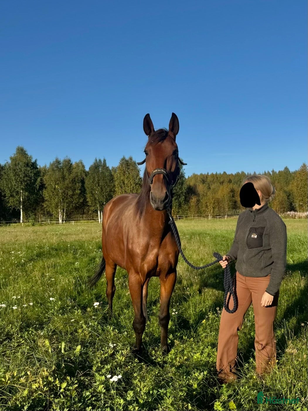  hästar Genomsnäll, utbildad och mångsidig ridhäst - Annons 2