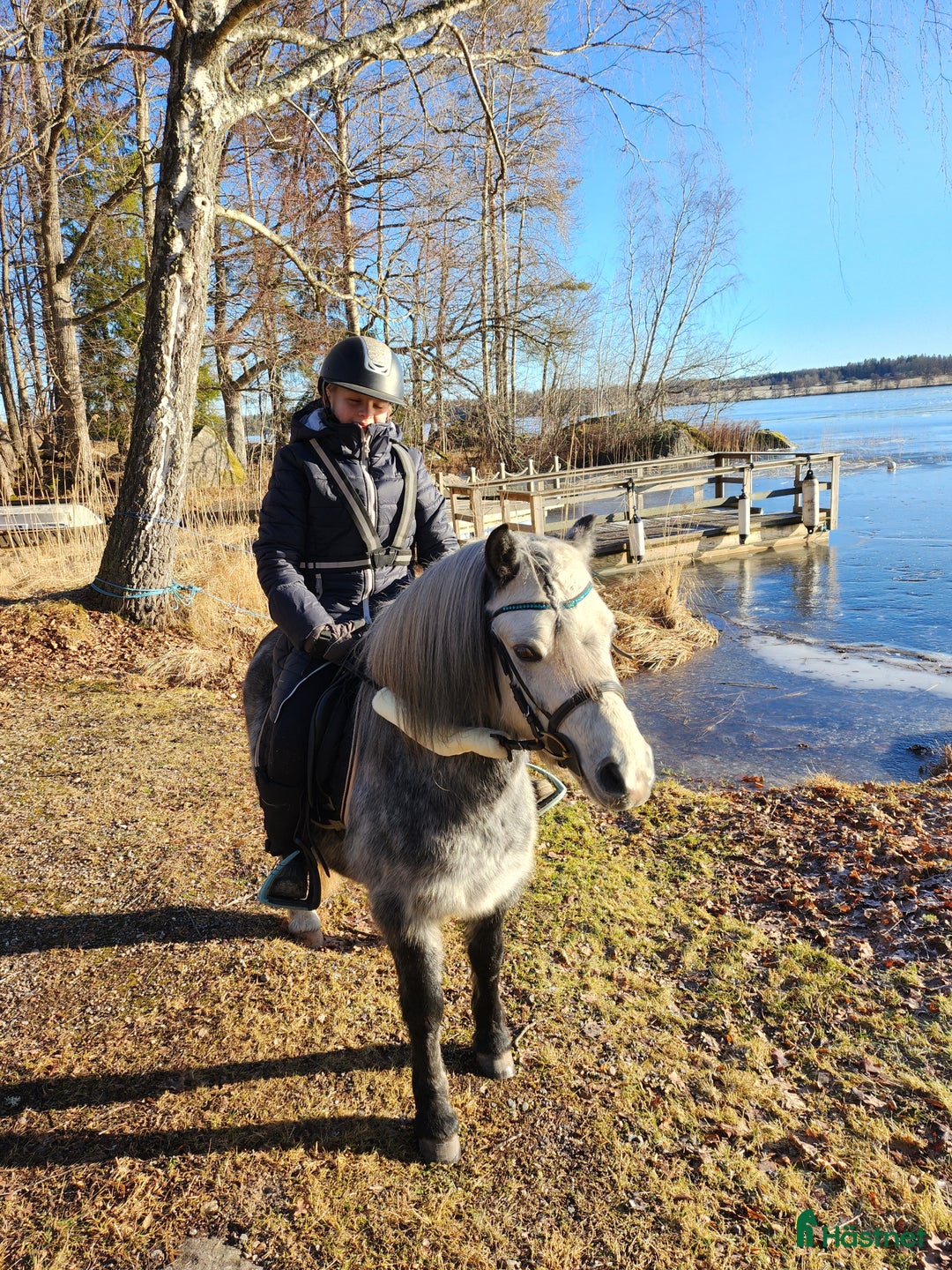 Allround hästar till salu: Trevlig Welsponny  i Vingåker - Annons 1