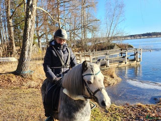 hästar Trevlig Welsponny i Vingåker - Annons 13