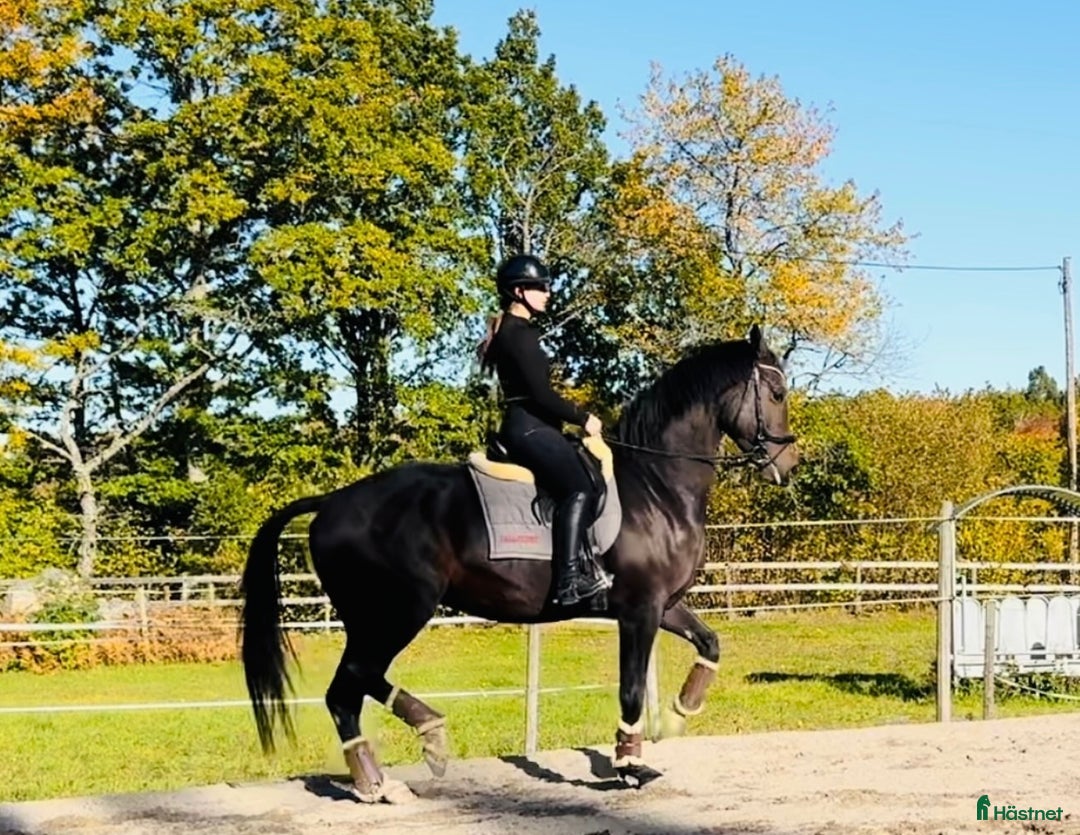  hästservice finnes: Inridning - utbildning - försäljning i Västervik - Annons 1